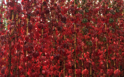 ampelopsis quinquefolia